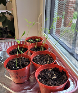 Spring Arrives at the CM Libraries! - The Millbrook Times