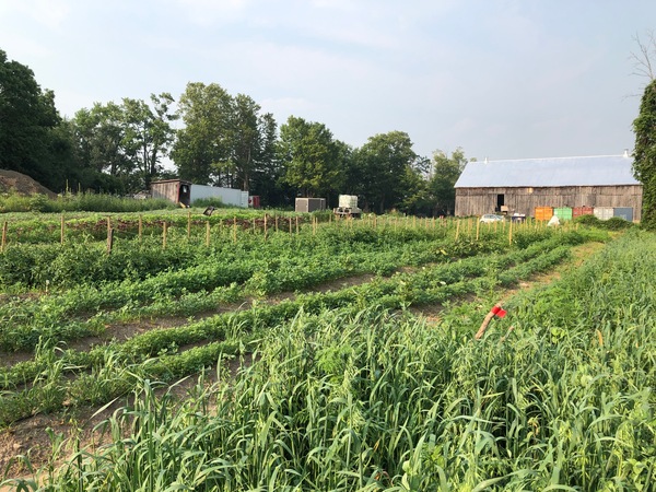 Community Farm Aims to Support New Farmers
